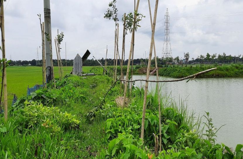 কৃষকের দুইশত গাছ কেটে দিয়েছে দুর্বৃত্তরা