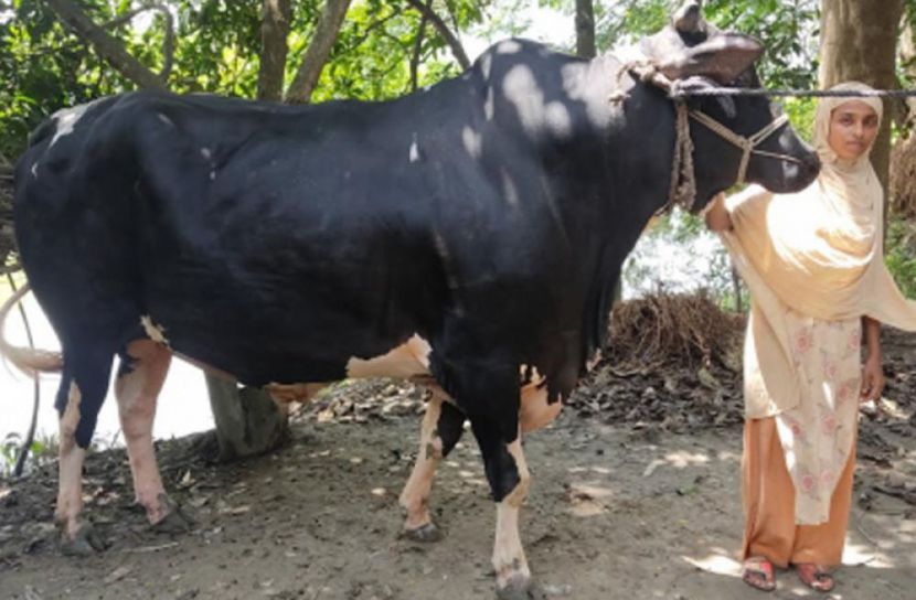 তরুণীর প্রিয় ‘কালো বাদশা’