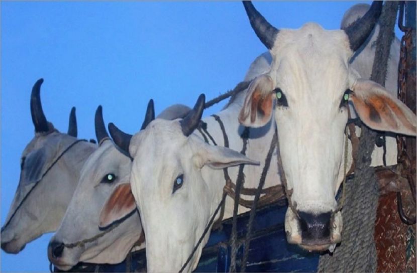 চাঁপাইনবাবগঞ্জে ১৭ ভারতীয় গরু জব্দ