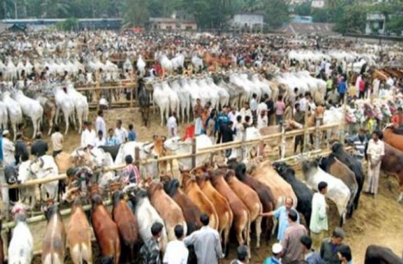 ১৫ জুলাই খুলনায় বসছে পশুর হাট