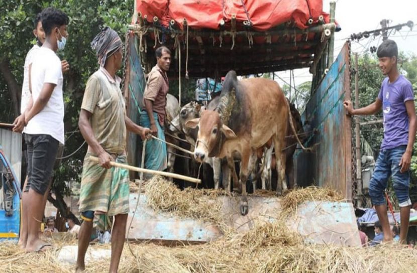 ট্রাকে ট্রাকে হাটে আসছে পশু