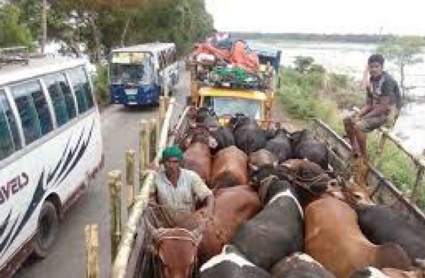 ফেরিঘাটে পশুবাহী ট্রাক আটকা পড়েছে