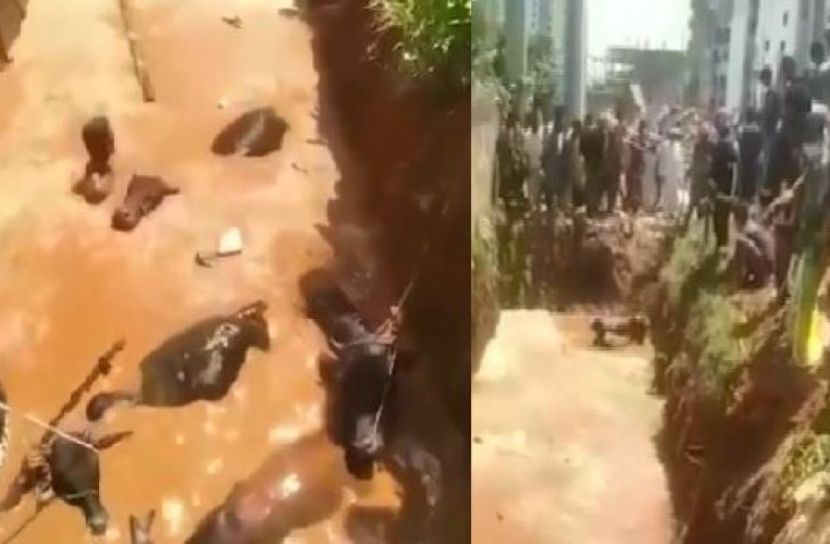খাদে পড়া ৬ গরুকে উদ্ধার করলো ফায়ার সার্ভিস