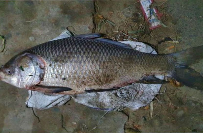হালদায় মাছ শিকার রোধে পুরস্কার ঘোষণা