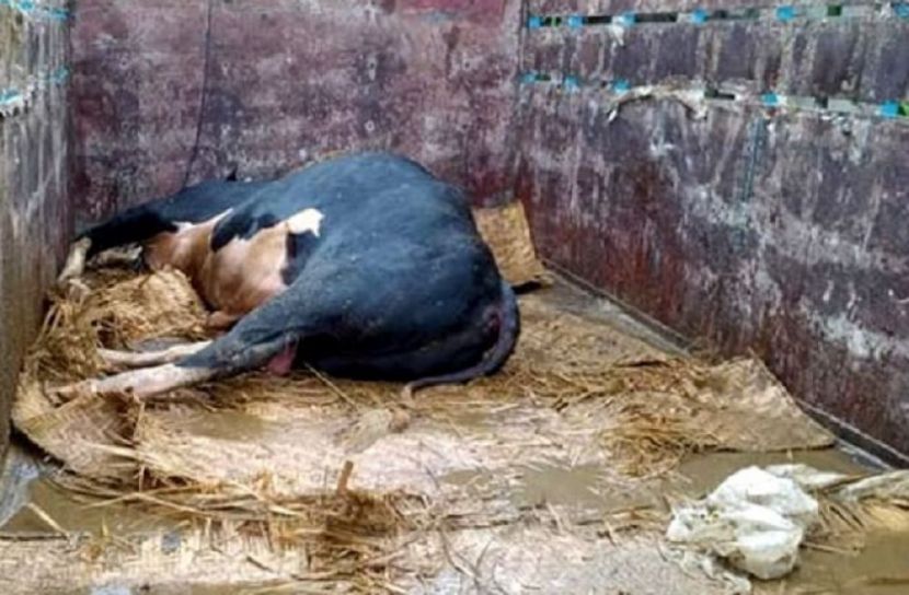 গরম সইতে পারেনি ২৭ মণের গরু