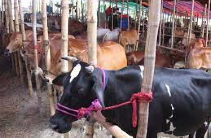 মুন্সীগঞ্জের মিরকাদিম পশুরহাট জমে উঠেছে