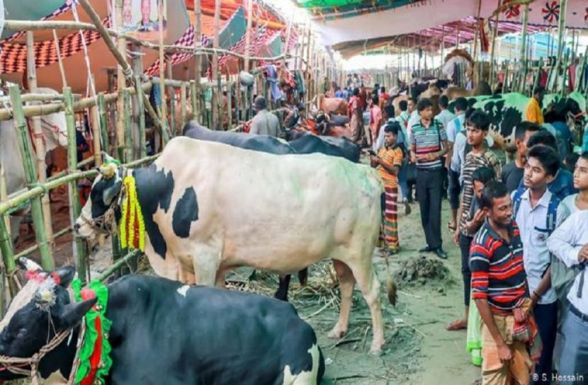 রাজধানীতে বড় গরুর চাহিদা কম