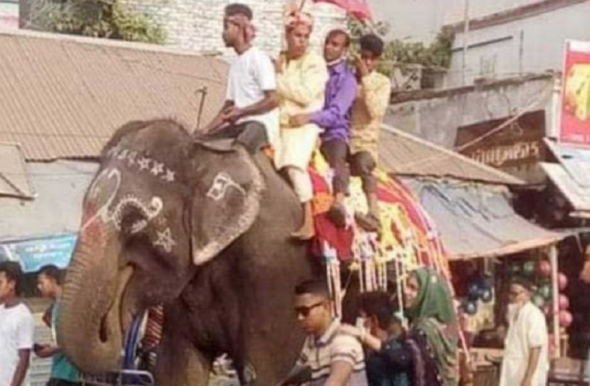 শ্বাশুড়ির মানত পূরণে হাতির পিঠে বর