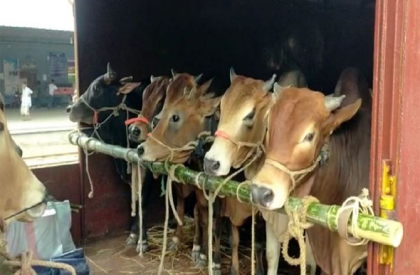 ‘ক্যাটল স্পেশাল ট্রেন’ পরিচালনা শুরু