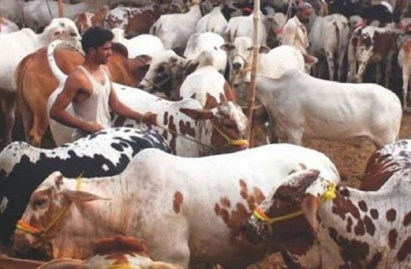 জম্মু-কাশ্মীরে পশু জবাই নিষিদ্ধ
