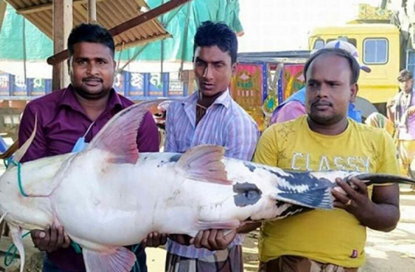 দৌলতদিয়ায় ৩৫ কেজির বাঘাইড় মাছ ধরা পড়েছে