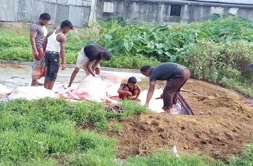পরীক্ষা ছাড়াই পশু জবাই, হুমকির মুখে জনস্বাস্থ্য 