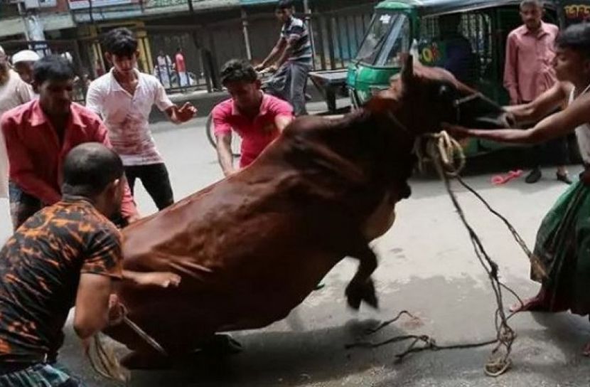 কোরবানি দিচ্ছেন ধর্মপ্রাণ মুসল্লিরা