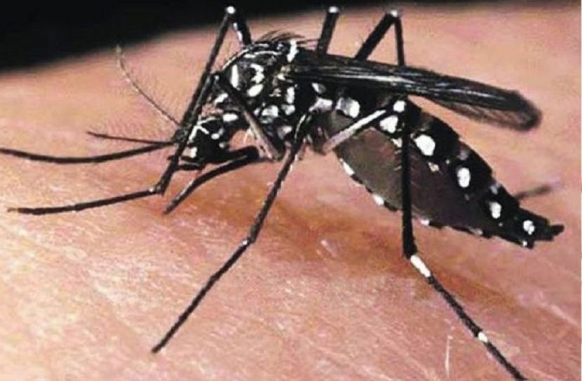 হাসপাতালে ভর্তি ৪০২ ডেঙ্গু রোগী