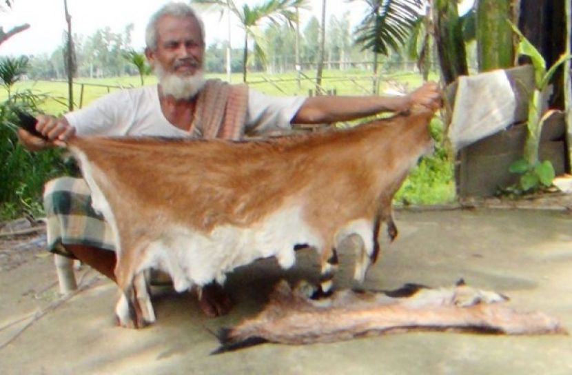 গাইবান্ধায় চামড়া ক্রেতা নেই