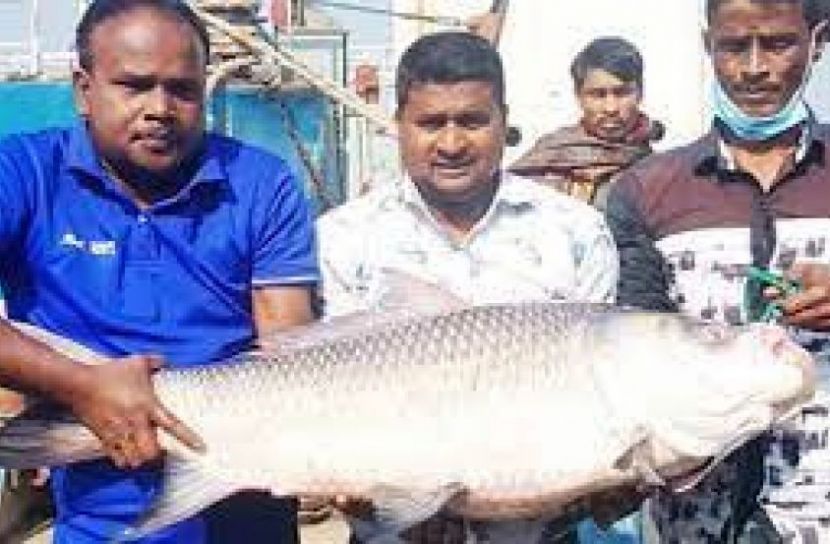 রাজবাড়ীতে ধরা পড়লো ২৫ কেজি ওজনের কাতল 