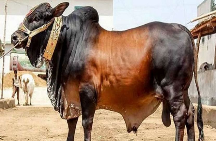 কিশোরগঞ্জে বঙ্গবন্ধুর নামে ৭টি গরু কোরবানি 