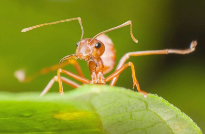 দুর্যোগের আগেই সরে পড়ে পিঁপড়া