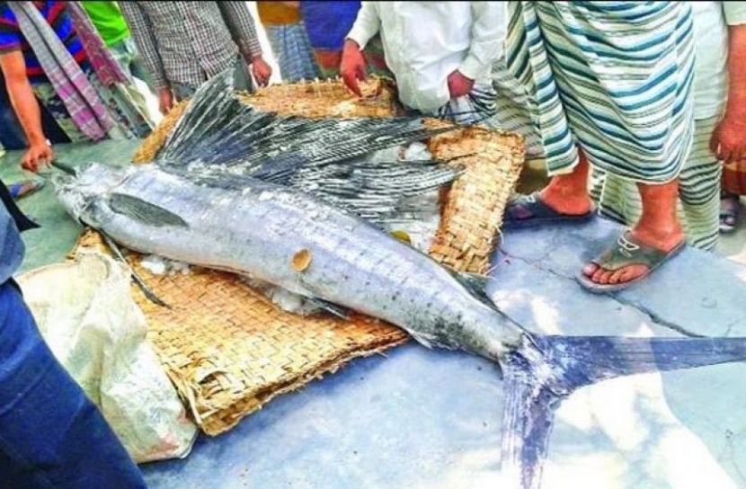 মেঘনায় ধরা পড়লো পাখি মাছ 