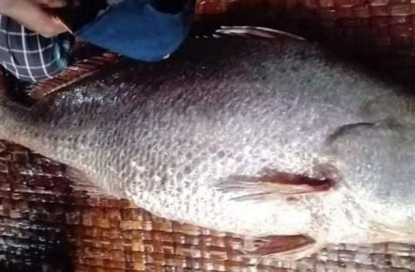 ২৮ কেজির মাছ সাড়ে ৪ লাখ টাকায় বিক্রি
