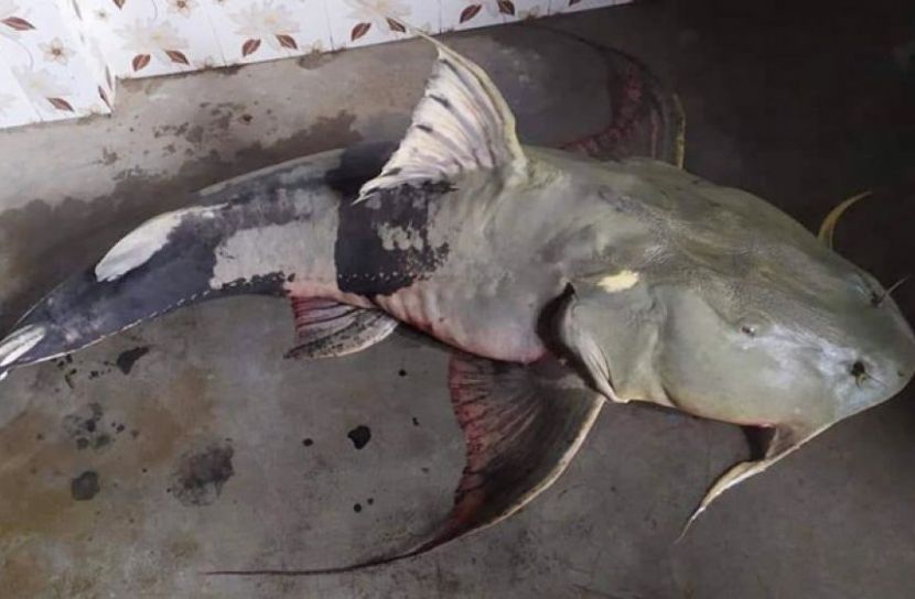 পঞ্চগড়ে ধরা পড়লো ২৮ কেজির বাঘাইড় 