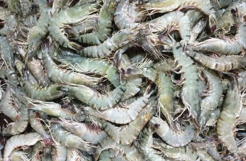 সুন্দরবনে ১৫০ কেজি চিংড়িসহ গ্রেফতার ২ 