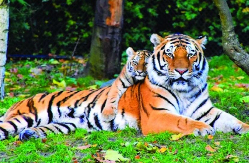 পালিত হচ্ছে বিশ্ব বাঘ দিবস