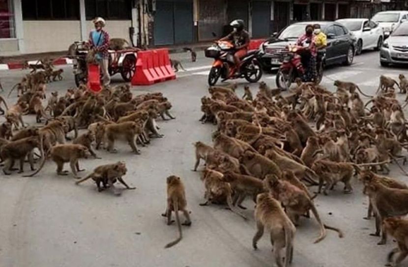 বানরের লড়াইয়ে সড়কে যানজট!