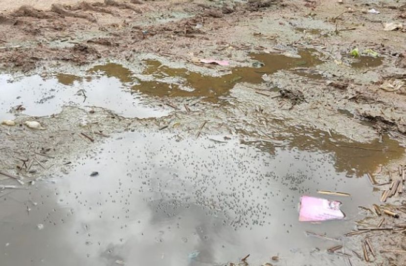 মশায় ব্যয় দুইশ' কোটি কচুরিপানায় চার