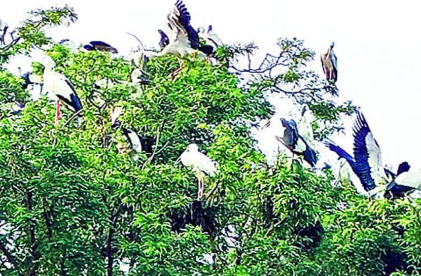 পাখিদের আসা-যাওয়া ভাবিচা গ্রামে