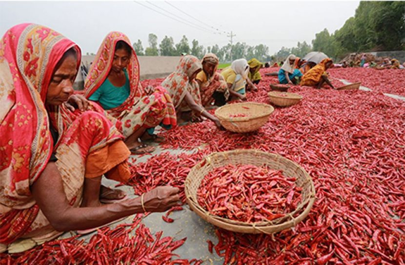 বগুড়ায় ৭০০ কোটি ৯৯ লাখ টাকার মরিচ উৎপাদন