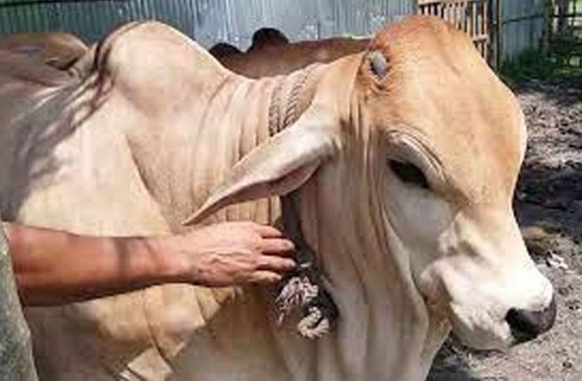 ব্রাহামা গরু ছাড়াতে হাইকোর্টে রিট
