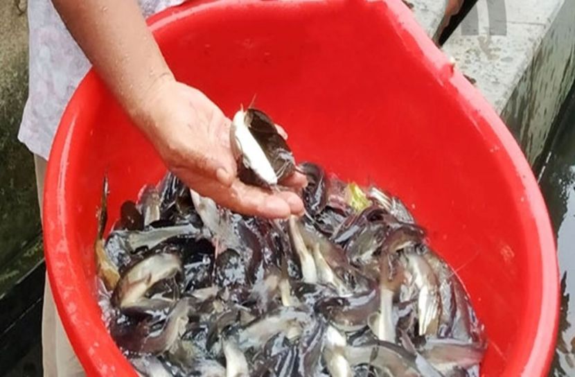লোনার ট্যাংরা এখন মিঠাপানিতে