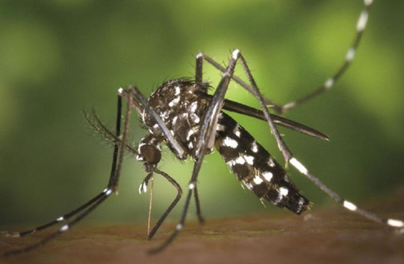 ডেঙ্গু ও চিকুনগুনিয়া রোধে স্বাস্থ্যবার্তা