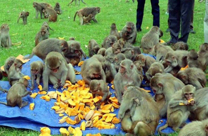 রাজবন বিহারে অসংখ্য বানর 