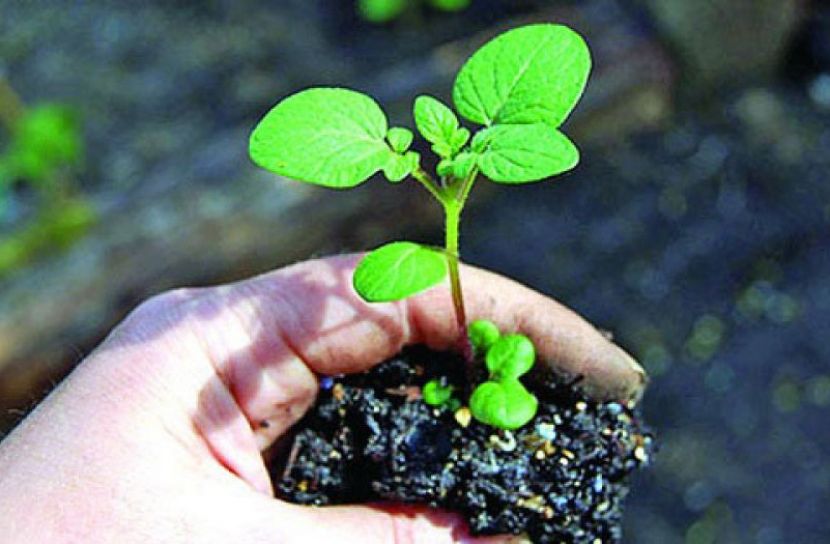  কোথায় কোন চারা রোপণ করা উচিত