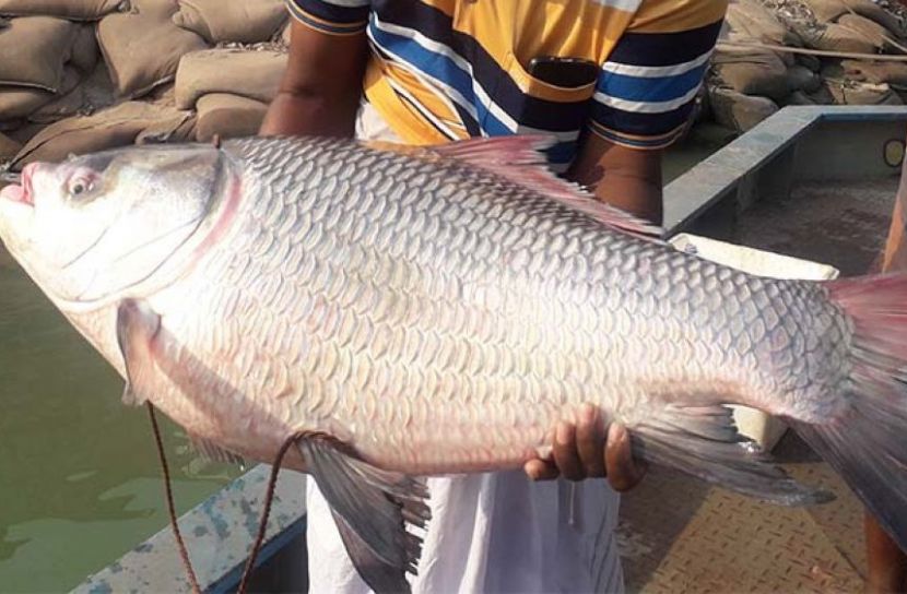বড়শিতে ১৮ কেজির কাতল