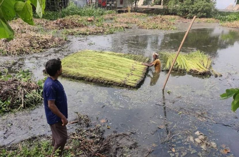 বোয়ালমারীতে পাটের ভালো দাম পেয়ে খুশি কৃষকরা