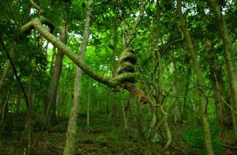 মিয়ানমারে জঙ্গল থেকে উদ্ধার ৪০ লাশ 