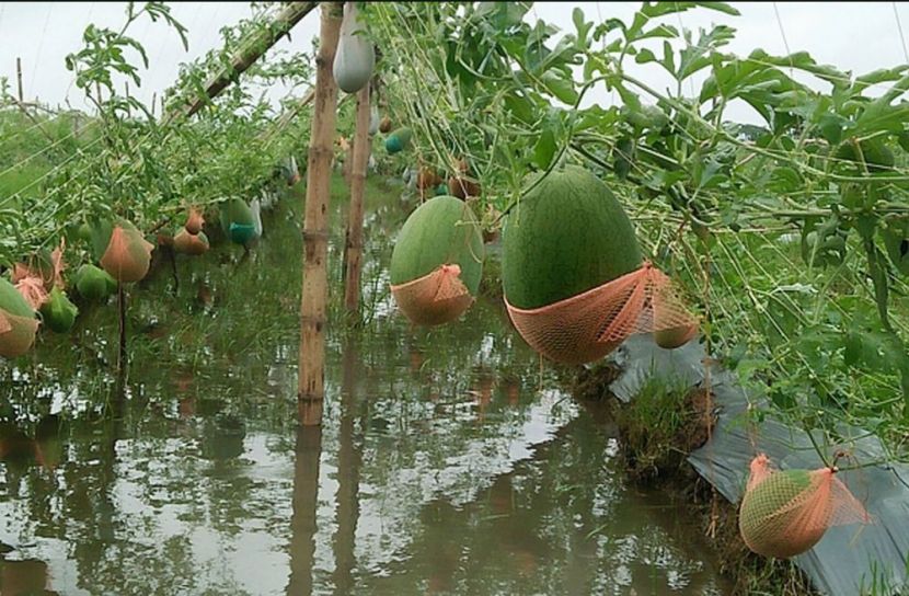 তরমুজের বাম্পার ফলনেও চিন্তিত চাষিরা