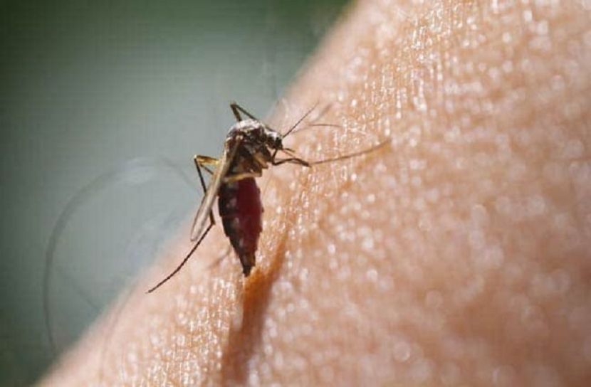 ডেঙ্গুতে আরও শনাক্ত ২১৪ জন