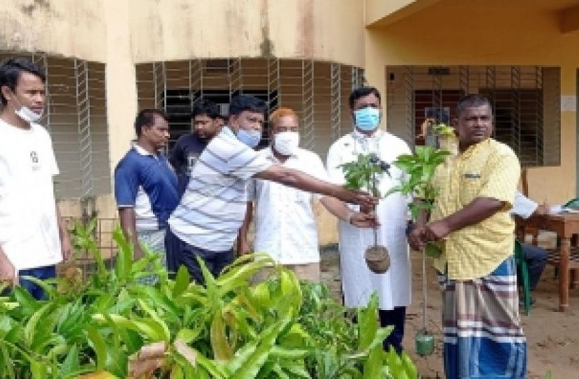 বাঘাইছড়িতে আম ও লিচুর চারা বিতরণ   