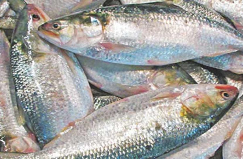 বাজারে ইলিশের দাম চড়া