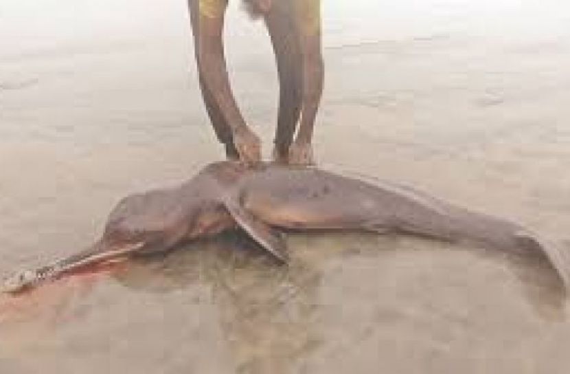 সৈকতে ভেসে আসলো আরও ২ মৃত ডলফিন