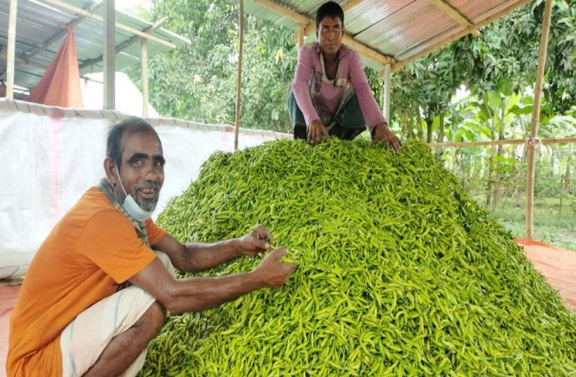 মরিচ চাষে খুশি কৃষকরা