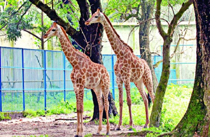টিকিট ছাড়া চিড়িয়াখানায় ঢুকলে কারাদণ্ড