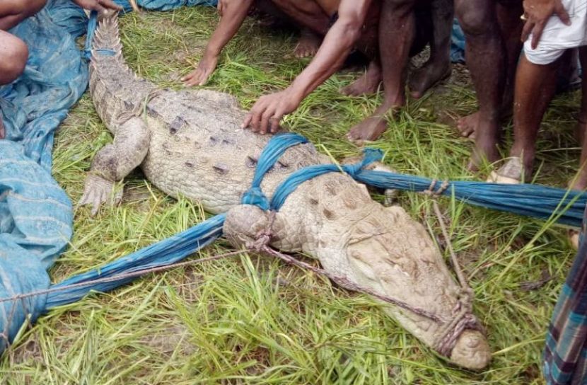 এলাকাবাসীর হাতে ধরা পড়লো সেই কুমির