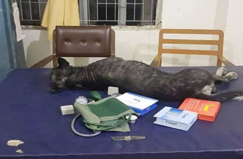 ডাক্তারের টেবিলে শুয়ে আছে কুকুর