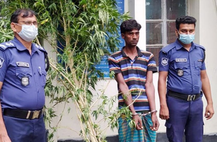 বগুড়ায় গাঁজার গাছসহ গ্রেফতার ১