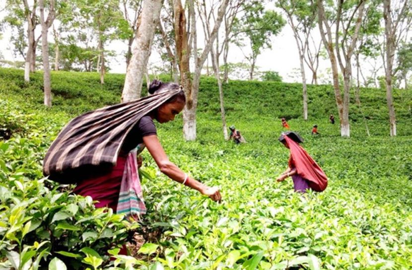 নকল চা বিক্রি হলেই ব্যবস্থা